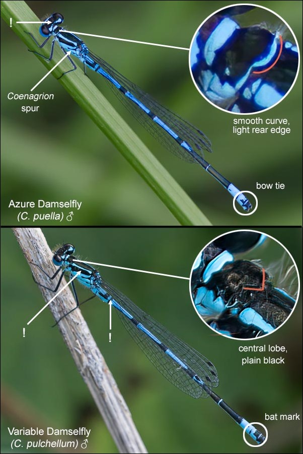 Coenagrion males