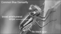 Common-Blue-annotated-mono_thumb.jpg