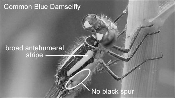 Common Blue annotated mono