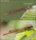 P-nymphula-males-600w_thumb.jpg