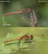 Ruddy-Comparison.jpg