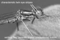 nymphula-mono-annotated.jpg