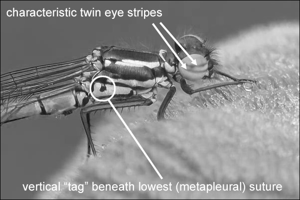 nymphula mono annotated