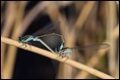 Ischnura-senegalensis-in-cop_thumb.jpg