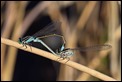 Ischnura senegalensis in cop