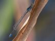 Pseudagrion-deningi.jpg