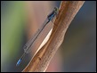 Pseudagrion deningi
