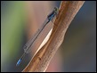 Pseudagrion deningi