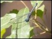 Tetrathemis-polleni_thumb.jpg