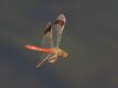Banded-Darter-in-flight.jpg