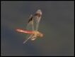 Banded-Darter-in-flight_thumb.jpg