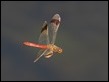 Banded Darter in flight