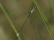 Lestes-viridis-vestalis.jpg