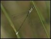 Lestes-viridis-vestalis_thumb.jpg