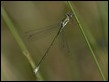 Lestes viridis vestalis