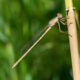 Sympecma-paedisca-male.jpg