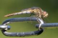 Sympetrum-vulgatum-female-Hilversum.jpg