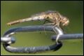Sympetrum-vulgatum-female-Hilversum_thumb.jpg