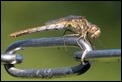 Sympetrum vulgatum female, Hilversum