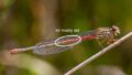 intermedium-420w-annotated.jpg