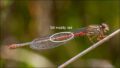 intermedium-420w-annotated_thumb.jpg