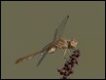 Southern-Darter-female-220006_thumb.jpg