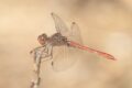 Sympetrum-meridionale-male.jpg