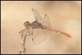 Sympetrum-meridionale-male_thumb.jpg