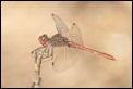 Sympetrum meridionale male