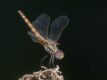 Trithemis-annulata-female.jpg