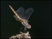 Trithemis-annulata-female_thumb.jpg