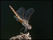 Trithemis-annulata-female