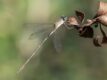 Western-Willow-Spreadwing-220229.jpg