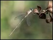 Western Willow Spreadwing-220229