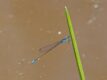 Aciagrion-fragile.jpg