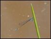 Aciagrion-fragile_thumb.jpg