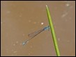 Aciagrion fragile