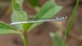Agriocnemis-argentea.jpg