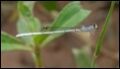 Agriocnemis-argentea_thumb.jpg