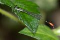 Argiocnemis-rubescens.jpg