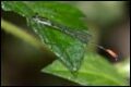 Argiocnemis-rubescens_thumb.jpg