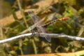 Austroepigomphus-turneri.jpg