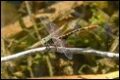 Austroepigomphus-turneri_thumb.jpg