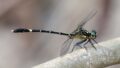 Austrogomphus-prasinus.jpg