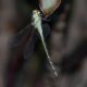 Austrogynacantha-heterogena.jpg