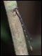 Chorismagrion-risi_thumb.jpg