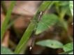 Choristhemis-flavoterminata_thumb.jpg