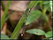 Choristhemis flavoterminata