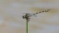 Ictinogomphus-australis.jpg