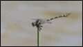 Ictinogomphus-australis_thumb.jpg
